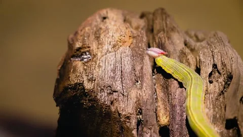 Green lined centipede worm crawling up tree trunk Stock Footage 211559039
