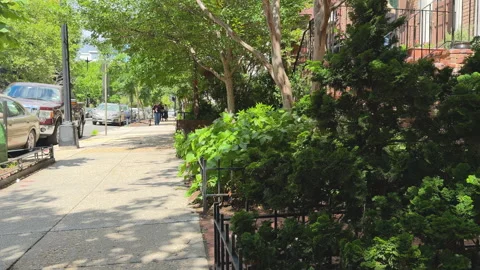 Green-lined sidewalk with brick homes and shade trees Stock Footage 323606010