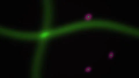 Green lines and purple dots moving. Stock Footage 334659953
