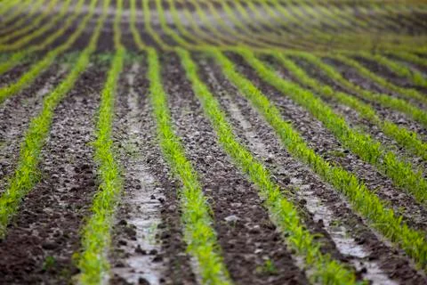 Green lines on field Stock Photos