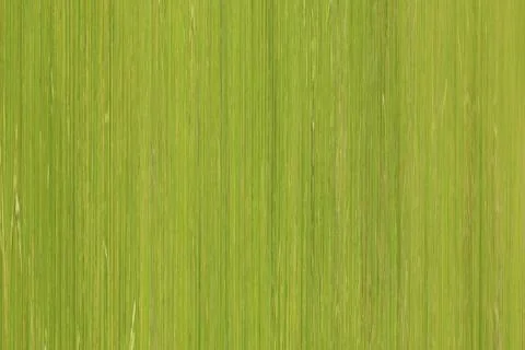 Green lines pattern abstract background. Foto stock