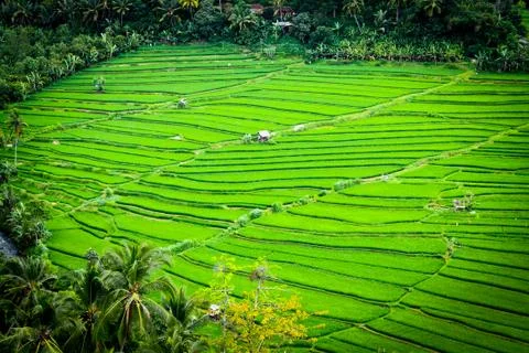 Green lines Foto stock