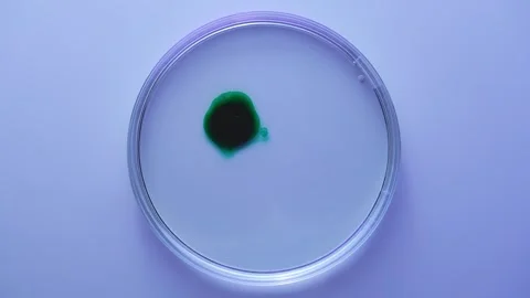 Green liquid drop diffusing in petri dish top view Video stock 311986952