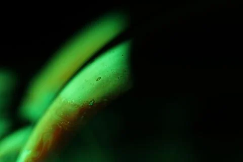 Green liquid surface, phenomenal structure, macro film Stock Photos