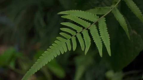 Green little ferns in the woods Stock Footage 294660341