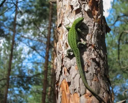 Green lizard and trunk of pine with a textured bark Stock Photos