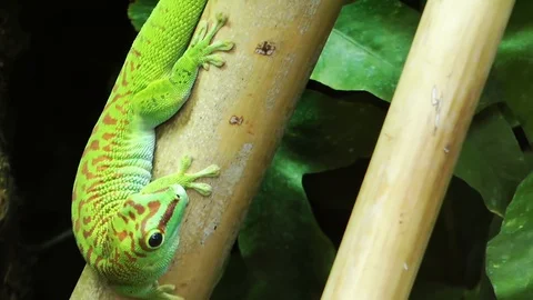 Green lizard animal on tree Stock Footage