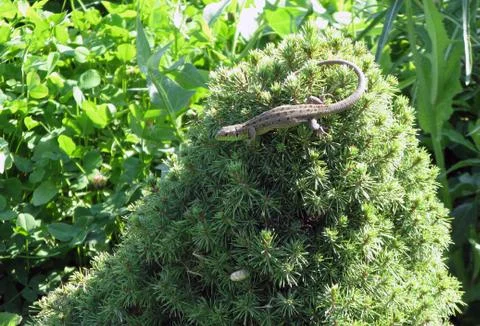 Green lizard. Animals Stock Photos