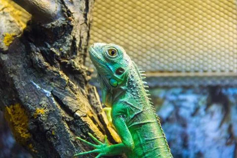 Green lizard in aquarium Stock Photos
