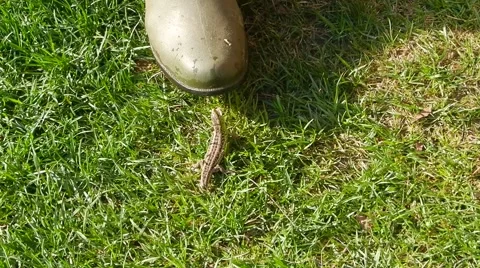 Green lizard attacks on people and biting his leg. Stock Footage 62177186