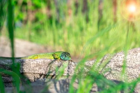 Green lizard on a background of green grass. summer walks in nature. close-up Stock Photos