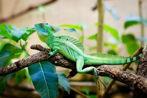 Green lizard basiliscus sitting on a branch Stock Photos