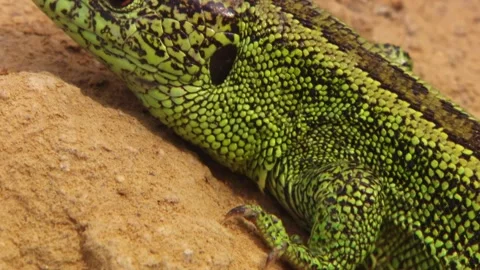 Green lizard basking on sunny spot with detailed skin texture (close up) Stock Footage 329105968