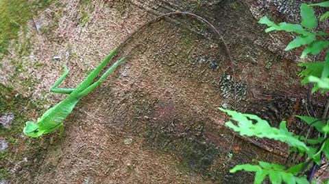 A Green Lizard basks on a tree and then runs off in the jungles of Borneo. Stock Footage 32547361