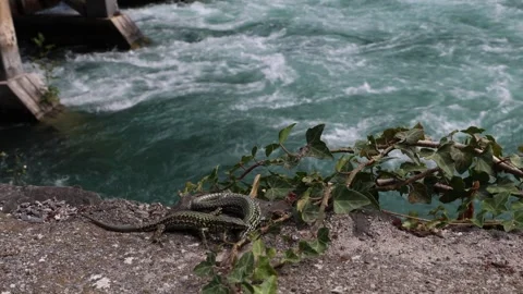 Green lizard biting another, sand lizards fight by the river Stock Footage 278753094