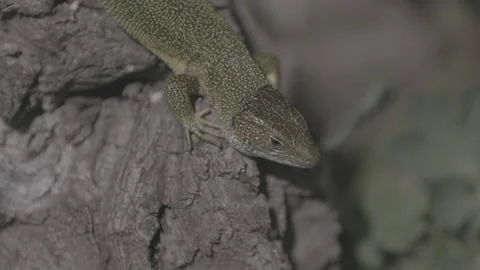 Green lizard body on branch 스톡 동영상 153539061