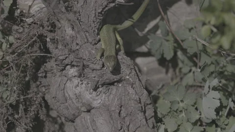 Green lizard on branch Stock-Footage 153538750