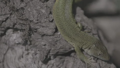 Green lizard on branch head Stock-Footage 153538446