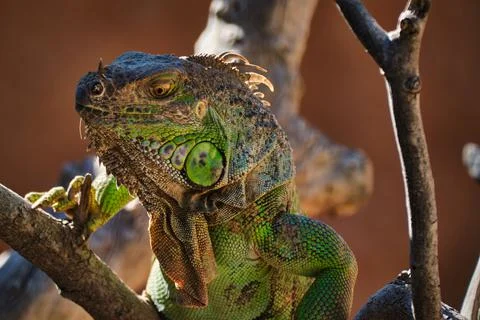 Green Lizard on a branch Stock Photos