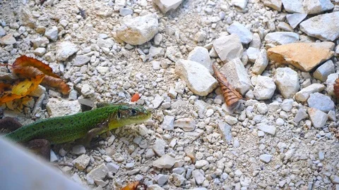Green lizard breathing and looking at the camera. Macro shot Stock Footage 115096473