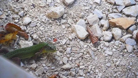 Green lizard breathing, looking at the camera, then walking out of frame Stock Footage 115094232