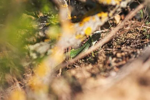 Green lizard in the bushes among the leaves Stock Photos