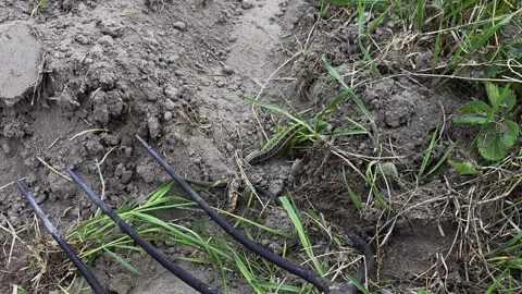 Green lizard camouflaged on disturbed garden soil and green grass, slowly moving Stock Footage 341658089