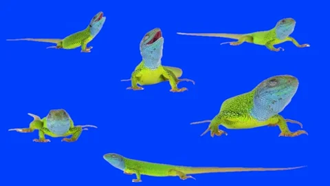 Green lizard on chroma key background Stock Footage 335841293