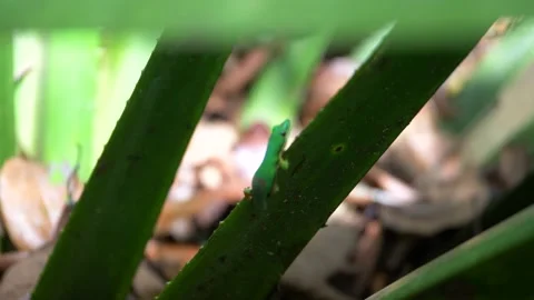 Green Lizard Climbing Stock Footage 137790360