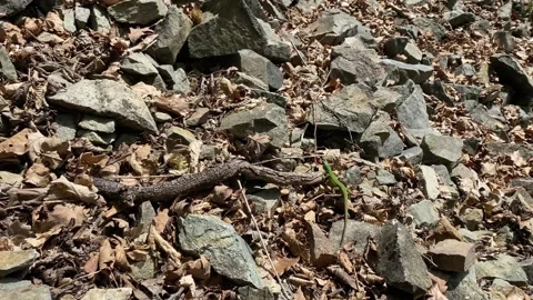 Green Lizard Climbing Rocky Slope Stock Footage 337987345