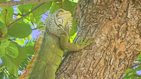 Green lizard climbing a tree in a tropical beach environment, with long striped Stock Footage 341994351