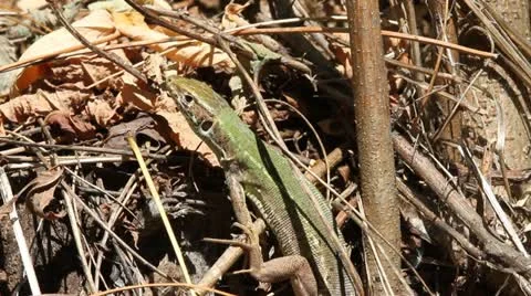 Green Lizard close, Lacerta viridis Video stock 12082134