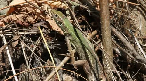 Green Lizard close up, Lacerta viridis Stock-Footage 12082273