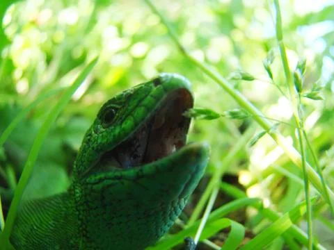 Green lizard close-up Stock Photos