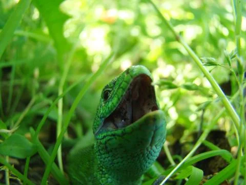 Green lizard close-up 스톡 사진