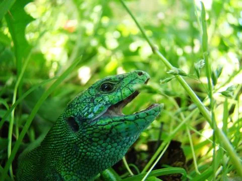 Green lizard close-up Foto stock