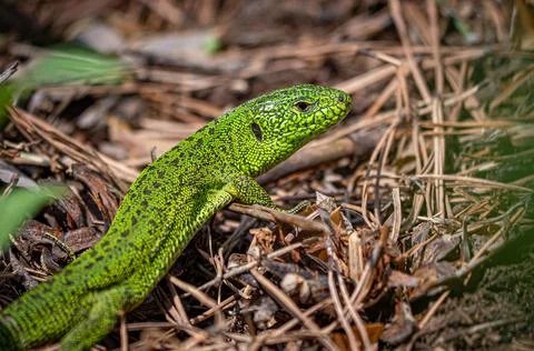 Green Lizard close-up Stock Photos