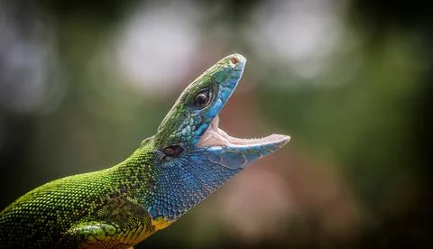 Green Lizard Close Up Portrait Stock Photos