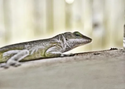 Green Lizard Closeup Stock Photos