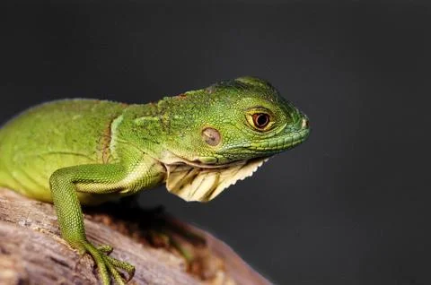 A green lizard crawling on a branch Stock Photos
