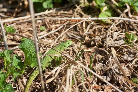 A green lizard crawling on a dry grass close up. Stock Photos