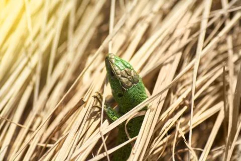 A green lizard crawling on a dry grass close up. Stock Photos
