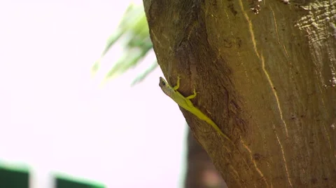 Green lizard crawling on tree trunk, Barbados Stock Footage 60690807
