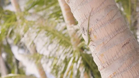 Green lizard crawling on trunk palm tree in tropical island. Close up lizard on Stock Footage 101123639