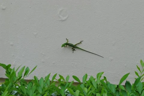 Green lizard crawling on a white wall Stock Photos