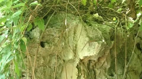 Green Lizard Crawls On The rock and Weed In Forest Crimea Stock Footage 58332923