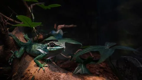 A green lizard in a dark corner, Stock Photos