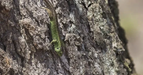 A green lizard descends the tree, 4K slomo Stock Footage 194040578