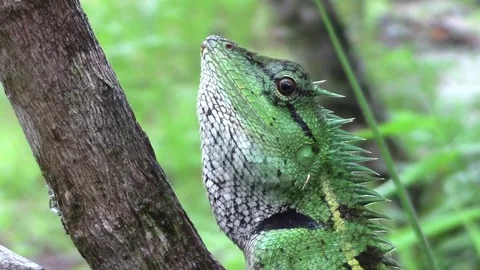 Green lizard in detail Video stock 81531821
