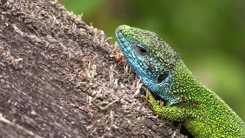 Green lizard in detail Video stock 81532755